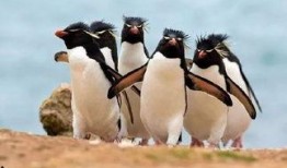 网红爆料企鹅事件视频,真相揭秘，网友热议不断